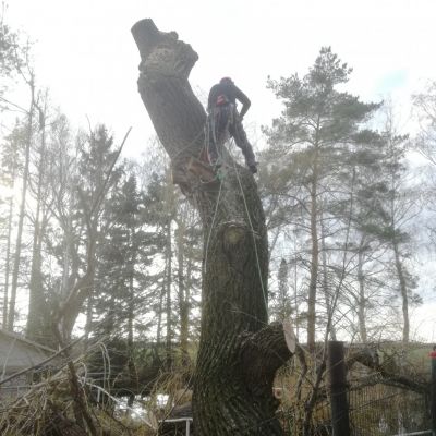 Reference rizikového kácení stromů