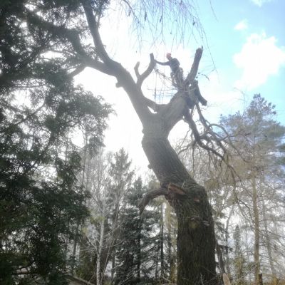 Reference rizikového kácení stromů