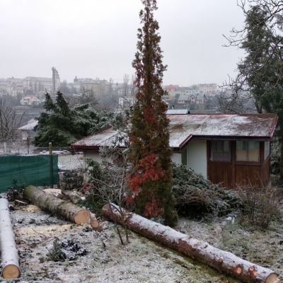 Fotogalerie rizikového kácení stromů