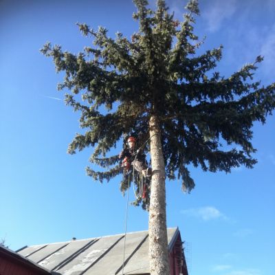 Fotogalerie rizikového kácení stromů
