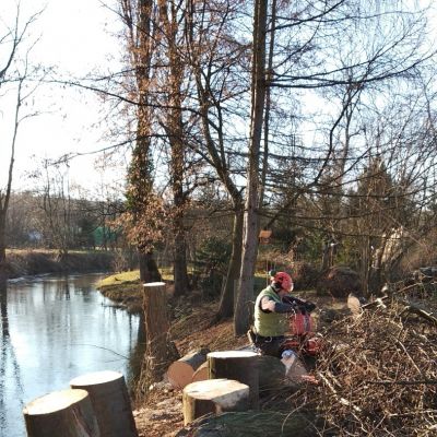 Fotogalerie rizikového kácení stromů