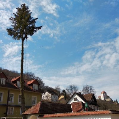 Fotogalerie rizikového kácení stromů