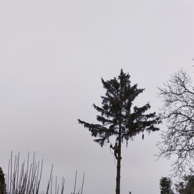 Fotogalerie rizikového kácení stromů