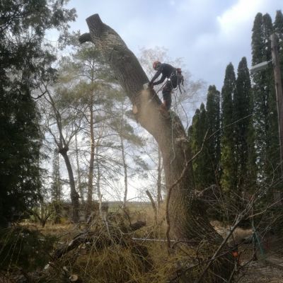 Fotogalerie rizikového kácení stromů