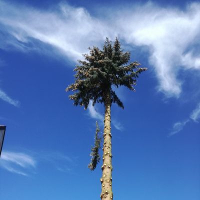 Fotogalerie rizikového kácení stromů