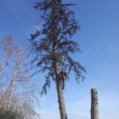 Fotogalerie rizikového kácení stromů