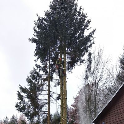 Fotogalerie rizikového kácení stromů